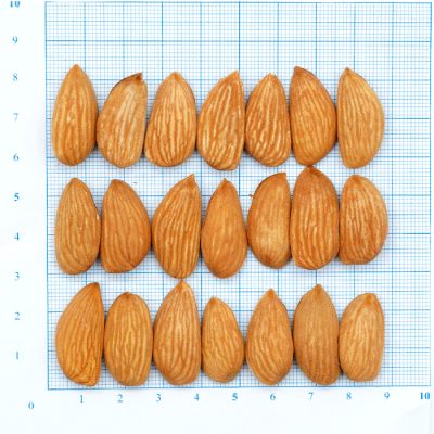 لوز مامائي (Mamra Almond 3A)