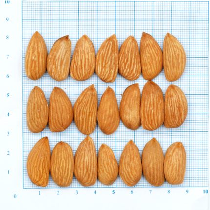 لوز مامائي (Mamra Almond 3A)
