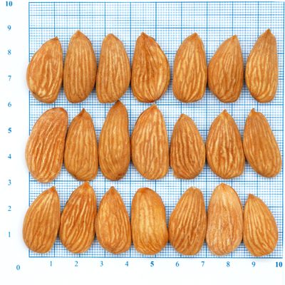 لوز مامائي (Mamra Almond 5A)