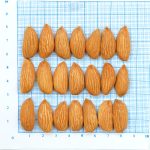 لوز مامائي (Mamra Almond ES)