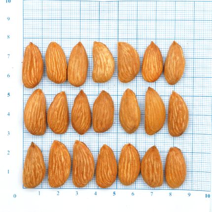 لوز مامائي (Mamra Almond ESB)