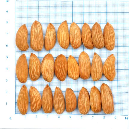 لوز مامائي (Mamra Almond Mini)
